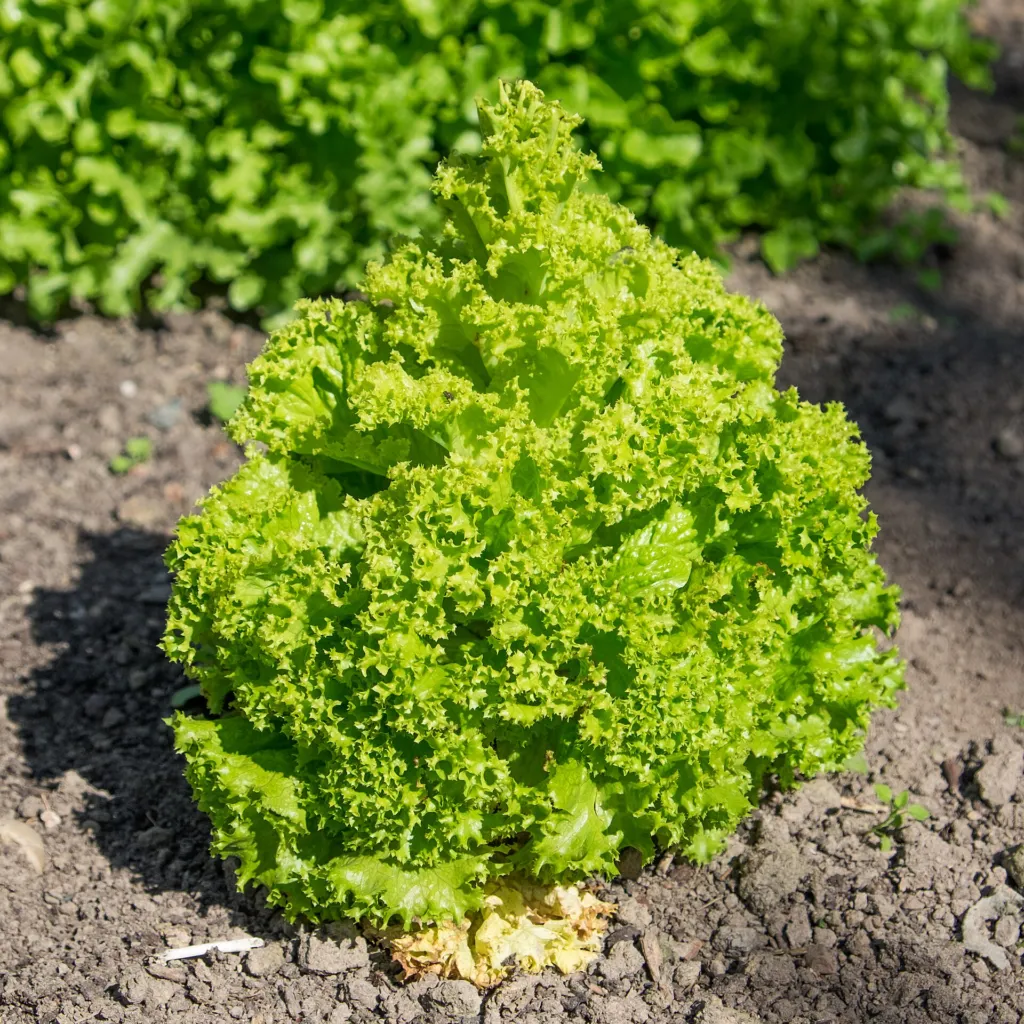 lettuce (Lactuca sativa) – plant photo