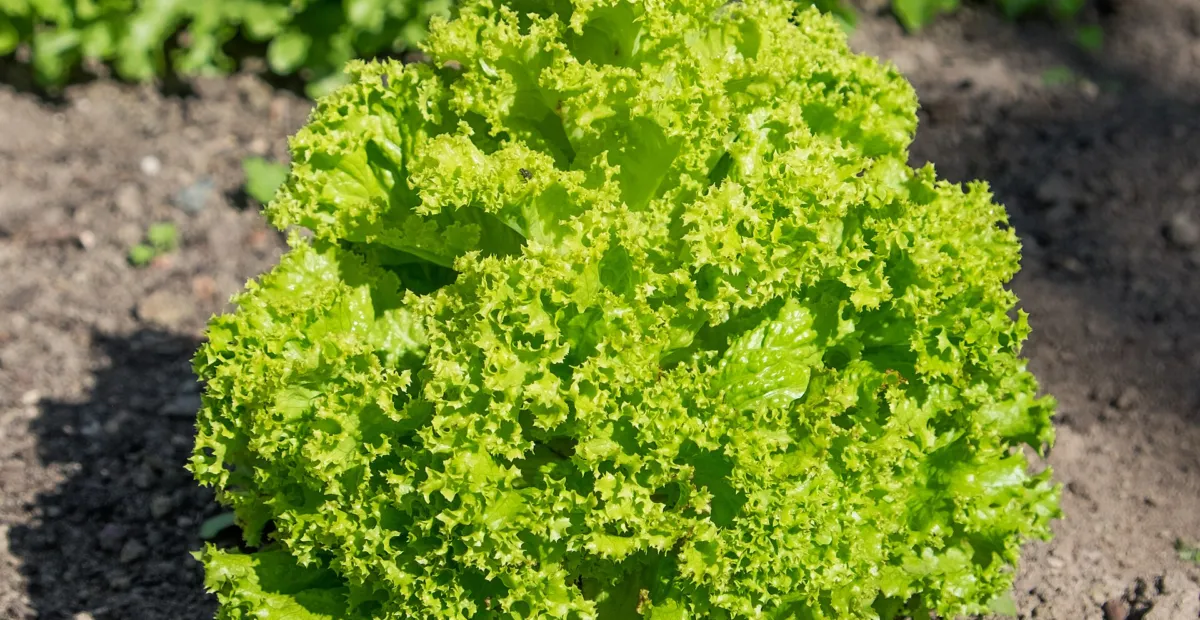 lettuce (Lactuca sativa) – plant photo