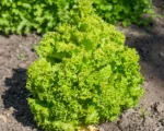 Lettuce (Lactuca sativa) care guide