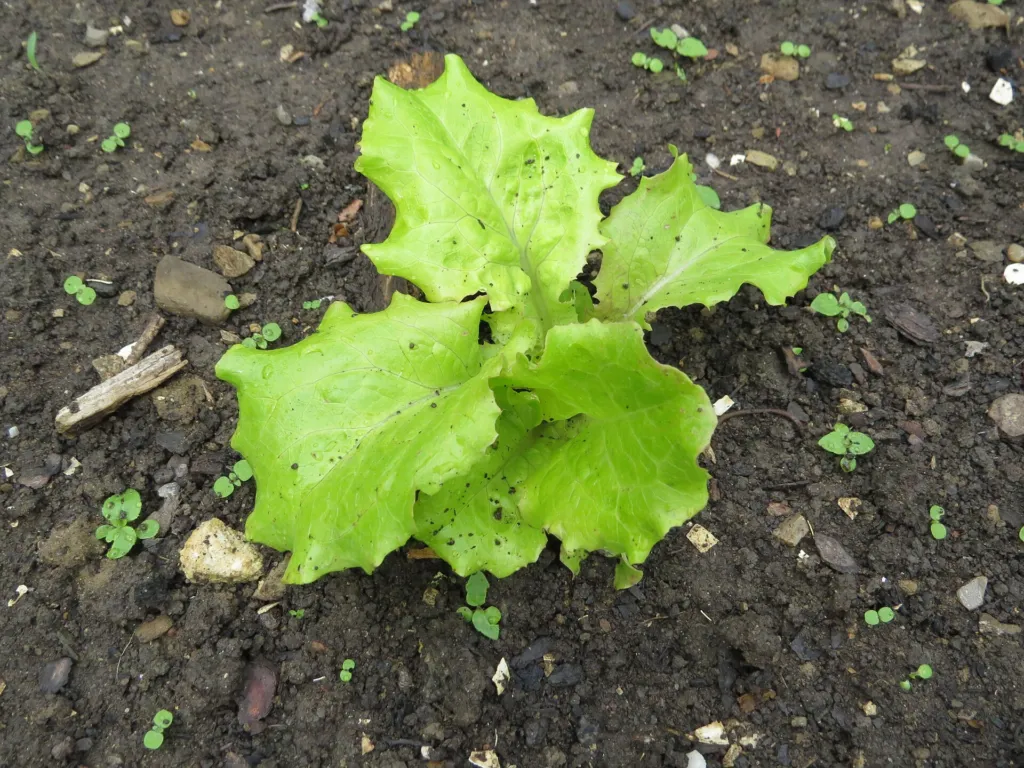 lettuce (Lactuca sativa) – in its natural habitat, plant photo