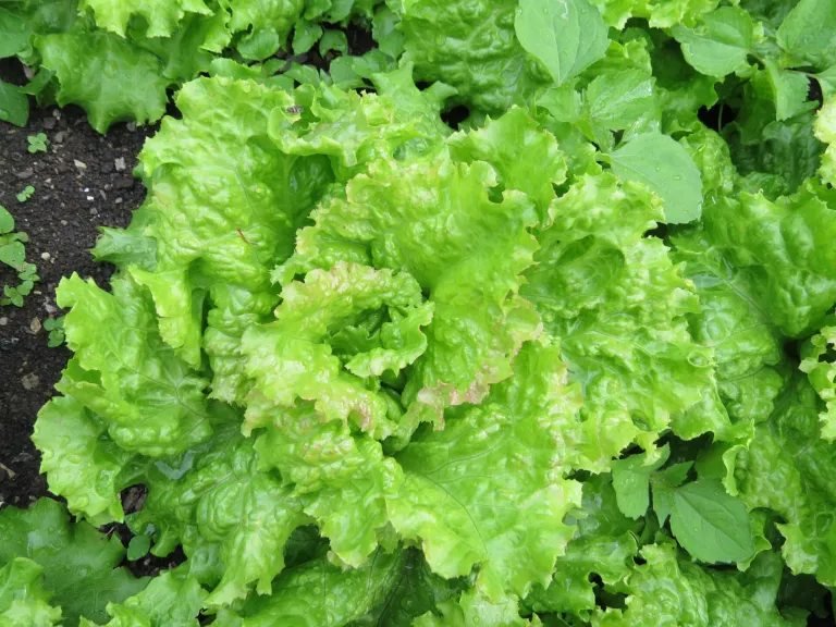 lettuce (Lactuca sativa) – in a garden setting, plant photo