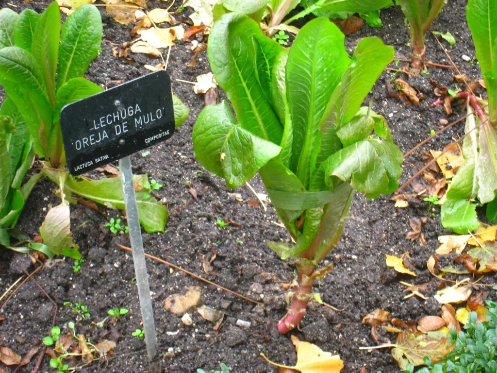 lettuce (Lactuca sativa) – in a garden setting, plant photo