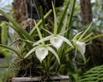 Lady of the nigh (Brassavola nodosa) care guide