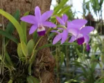 Laelia anceps care guide