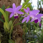 Laelia anceps care guide (Laelia anceps) – plant photo