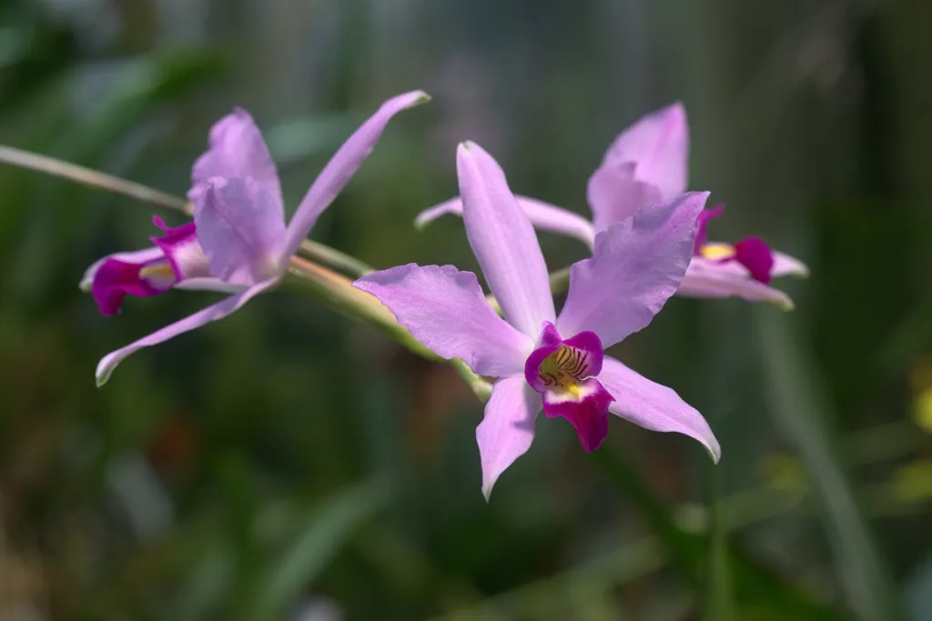 Laelia anceps care guide (Laelia anceps) – in a garden setting, plant photo