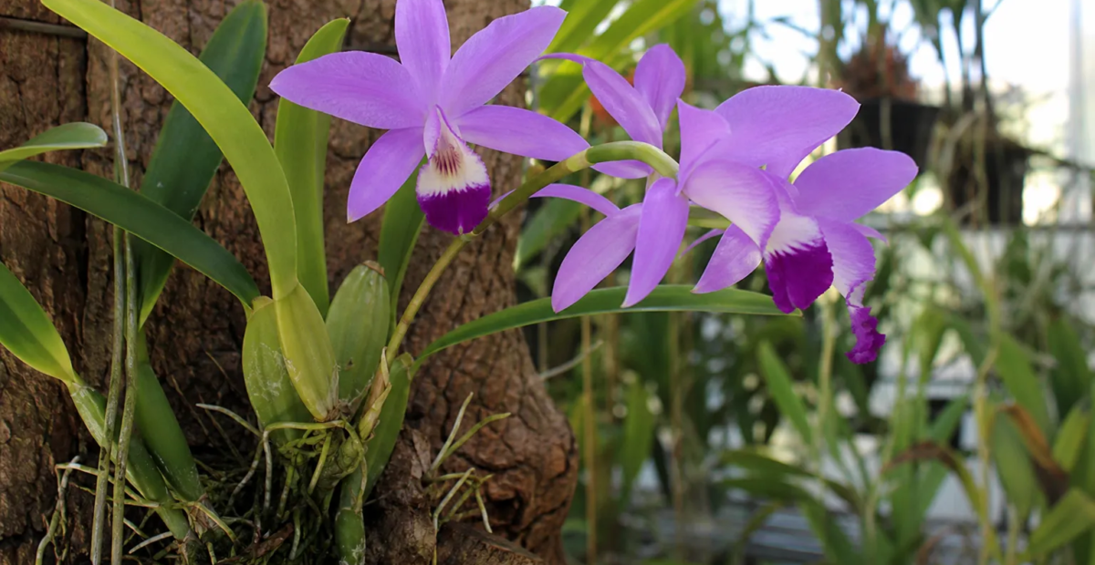 Laelia anceps – Pflanzenfoto
