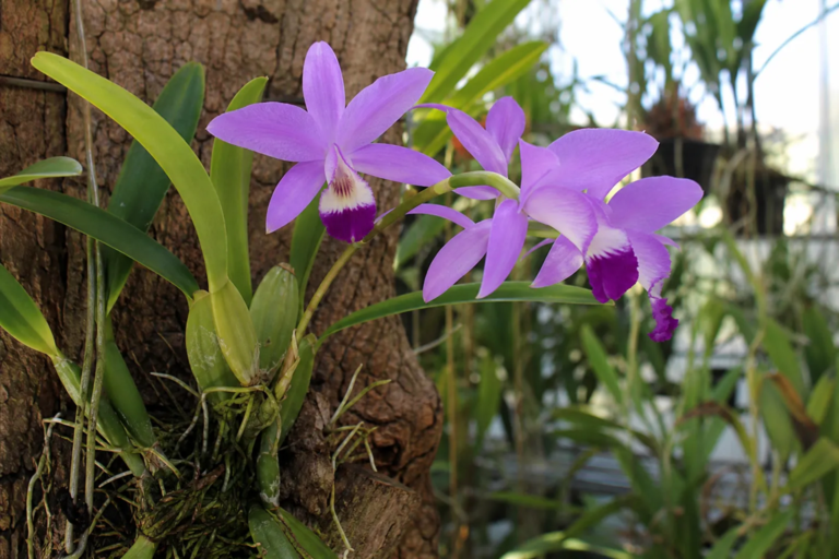Laelia anceps