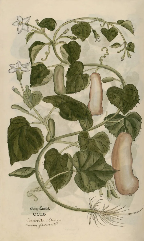 Flaschenkürbis (Lagenaria siceraria) – typisches Erscheinungsbild, Pflanzenfoto