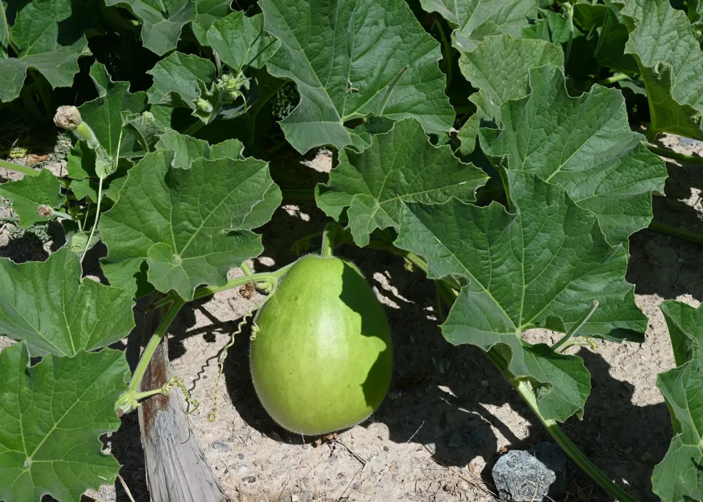 Flaschenkürbis (Lagenaria siceraria) – typisches Erscheinungsbild, Pflanzenfoto