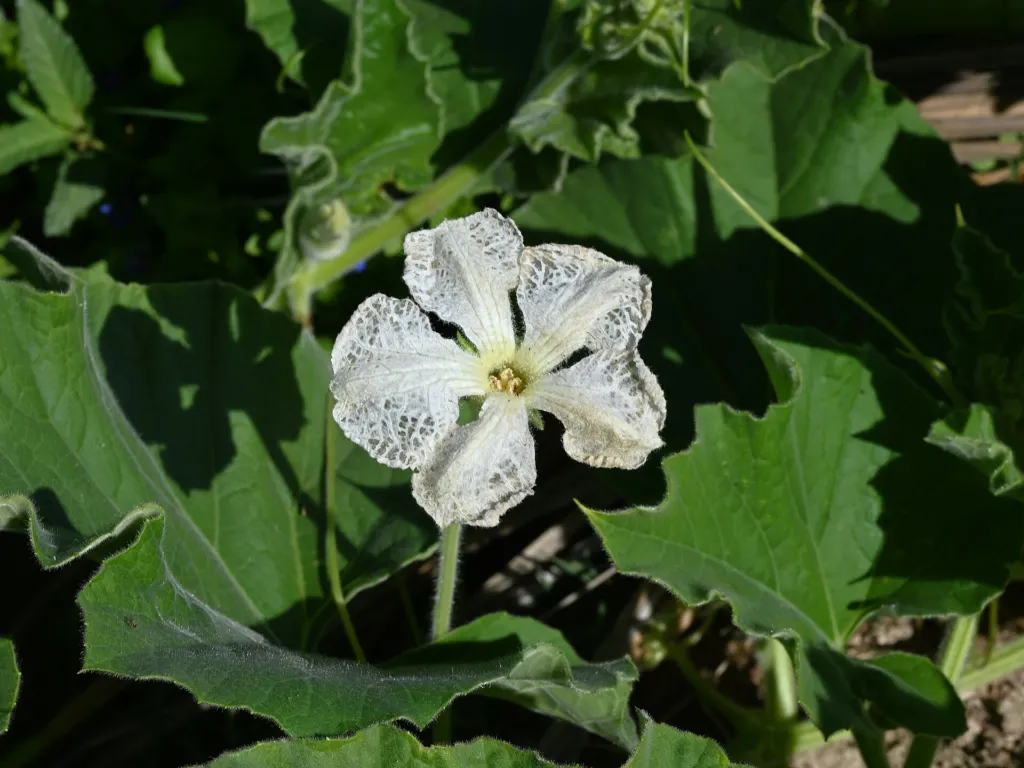 Flaschenkürbis (Lagenaria siceraria) – typisches Erscheinungsbild, Pflanzenfoto
