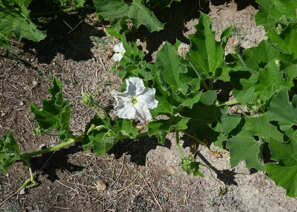 Flaschenkürbis (Lagenaria siceraria) – typisches Erscheinungsbild, Pflanzenfoto