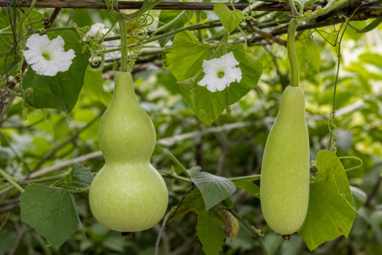 Lagenaria siceraria