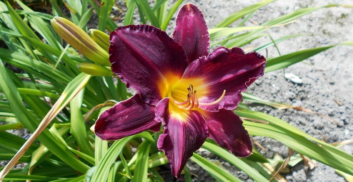 ľaliovka 'Bela Lugosi' (Hemerocallis 'Bela Lugosi') – fotografia rastliny