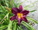 Ľaliovka ‘Bela Lugosi’ (Hemerocallis ‘Bela Lugosi’)