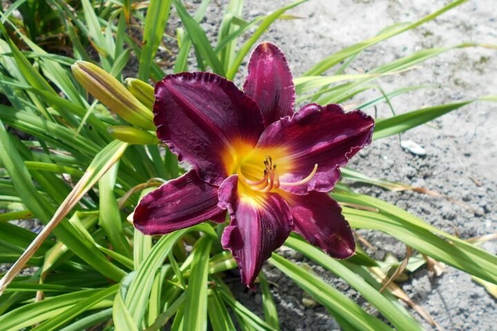 Hemerocallis 'Bela Lugosi'