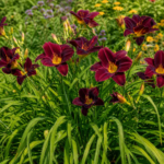 ľaliovka 'Black Magic' (Hemerocallis 'Black Magic') – fotografia rastliny