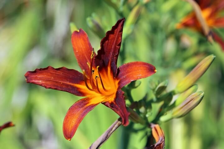 Hemerocallis fulva