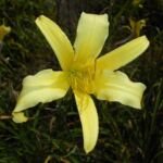 ľaliovka citrónovožltá (Hemerocallis citrina) – fotografia rastliny