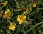 Ľaliovka ‘Stella de Oro’ (Hemerocallis stella ‘de Oro’)