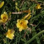 Ľaliovka 'Stella de Oro' (Hemerocallis stella 'de Oro') – fotografia rastliny