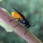 Large rose sawfly