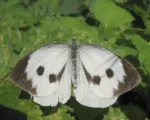 Large White Butterfly