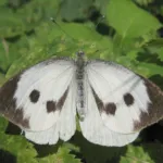 Large White Butterfly