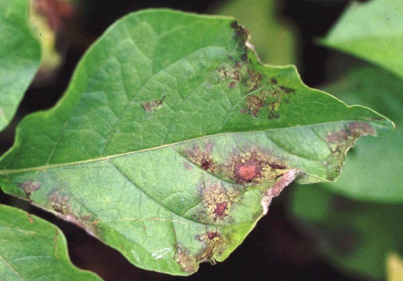 Late blight