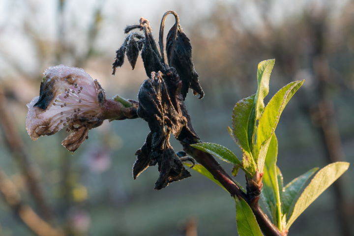 Late Spring Frost Injury