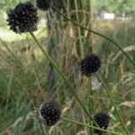 Lauch (Allium) – Pflanzenfoto