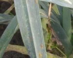 Lauchrost (Puccinia allii)