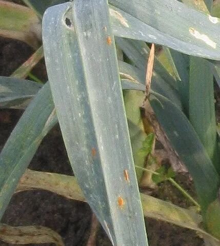 Lauchrost (Puccinia allii)
