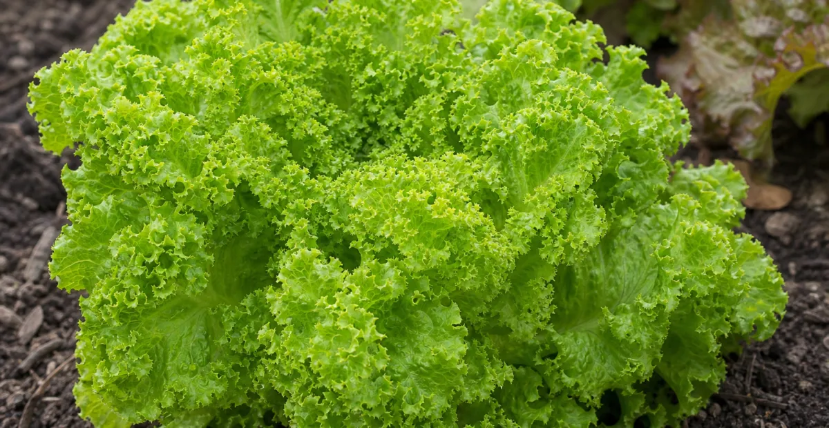 Leaf lettuce (Lactuca sativa Crispa Group) – plant photo