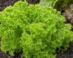 Leaf lettuce (Lactuca sativa Crispa Group) care guide