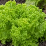 Leaf lettuce (Lactuca sativa Crispa Group) – plant photo