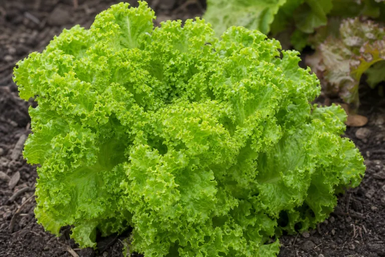 Lactuca sativa Crispa Group