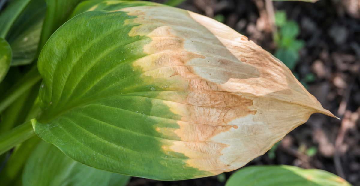 Leaf sunburn