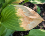 Leaf sunburn