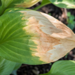 Leaf sunburn