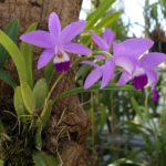 lélia dvojrezná (Laelia anceps) – fotografia rastliny