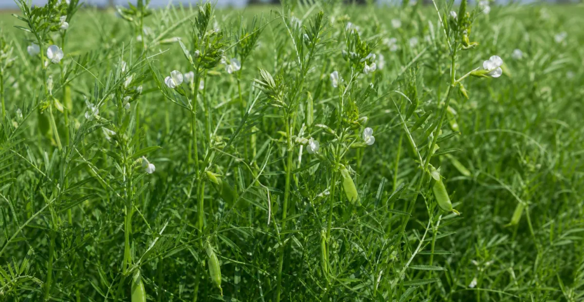 lentil (Vicia lens) – plant photo