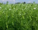 Lentil (Vicia lens) care guide