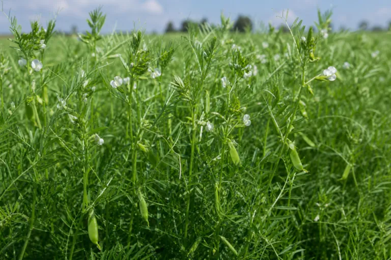 Vicia lens