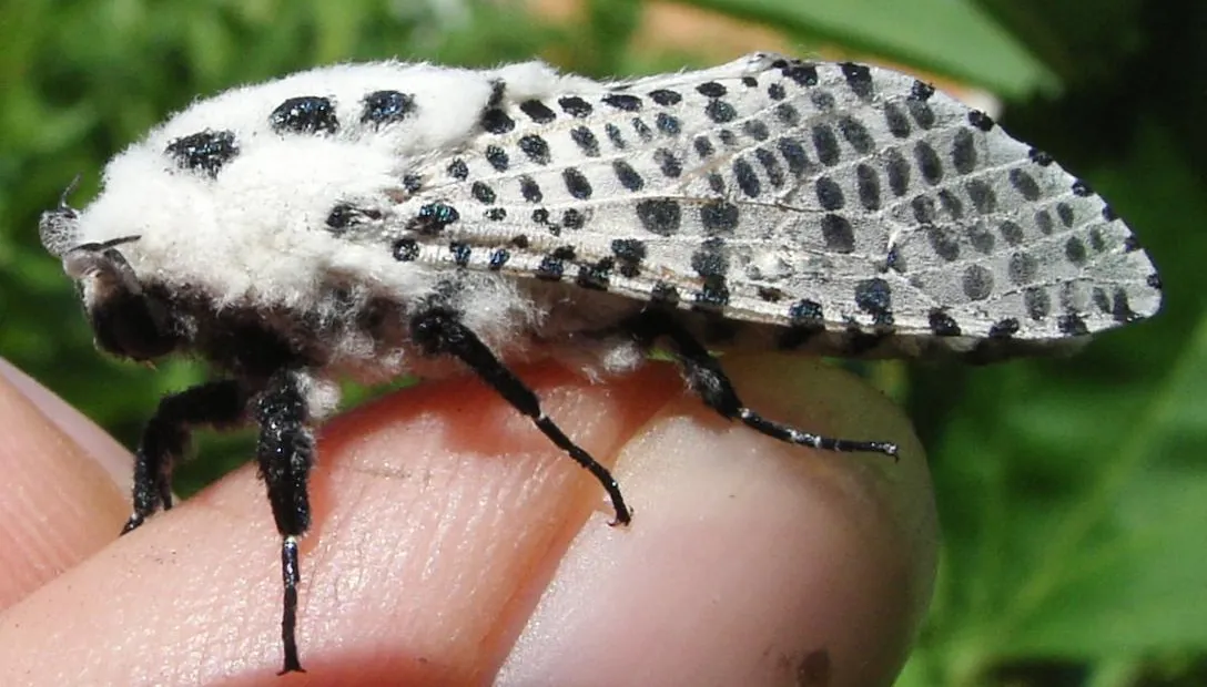 Leopard moth