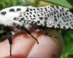 Leopard moth
