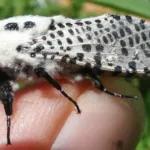 Leopard moth