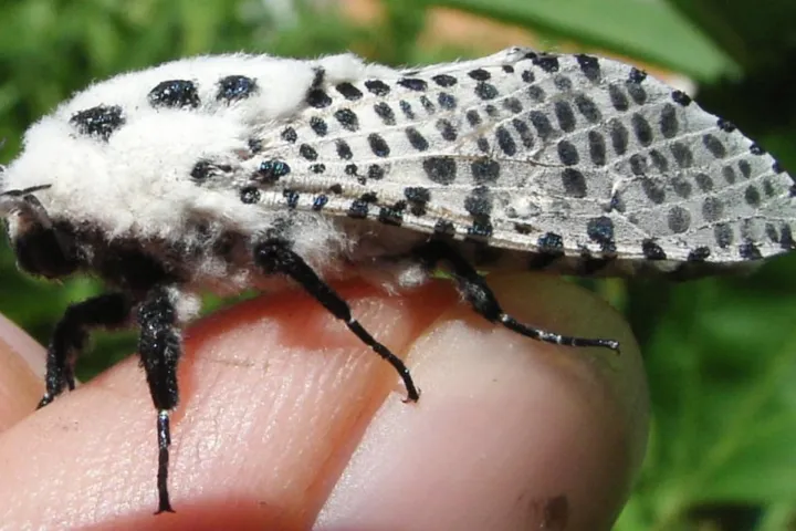 Leopard moth