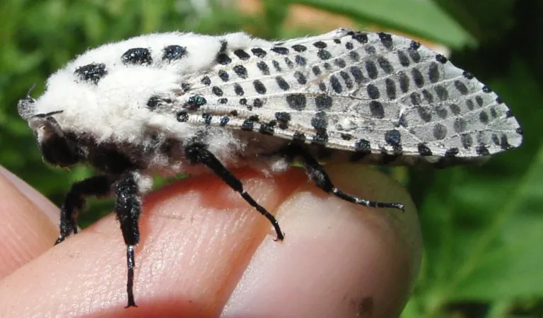 Leopard moth – diagnostic photo