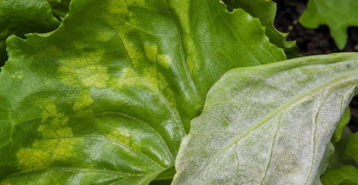 Lettuce Downy Mildew